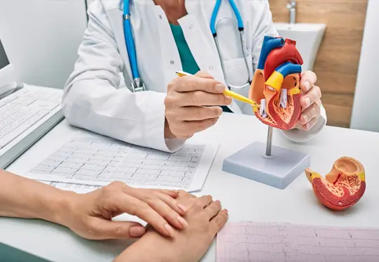 Médicos revisando un modelo del corazón